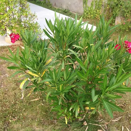 Apartamento Kortina Buzet