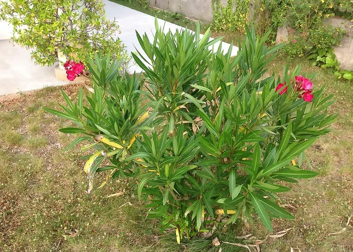 Apartamento Kortina Buzet